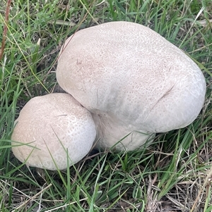 Calvatia sp. (a puffball ) at Gunning, NSW by JaneR