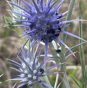 Eryngium ovinum at Gunning, NSW - 9 Dec 2024 04:04 PM