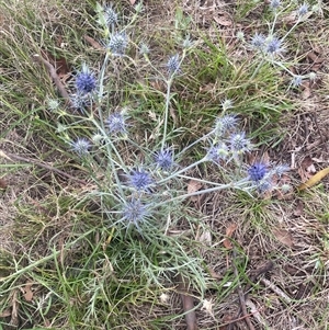 Eryngium ovinum at Gunning, NSW - 9 Dec 2024 04:04 PM