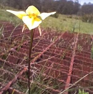 Diuris chryseopsis at Tantawangalo, NSW by mahargiani