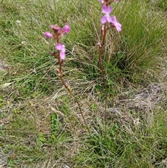 Stylidium graminifolium at Tantawangalo, NSW - 11 Dec 2024 by mahargiani