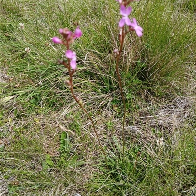 Stylidium graminifolium at Tantawangalo, NSW - 11 Dec 2024 by mahargiani