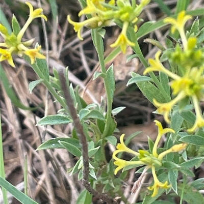Pimelea curviflora var. sericea (Curved Riceflower) at Gunning, NSW - 9 Dec 2024 by JaneR