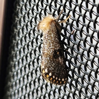 Epicoma contristis (Yellow-spotted Epicoma Moth) at Hawker, ACT - 12 Dec 2024 by sangio7