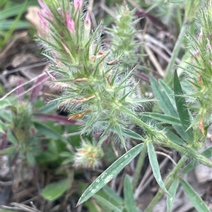 Trifolium angustifolium at Gunning, NSW - 9 Dec 2024 05:07 PM