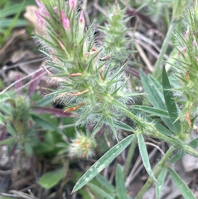 Pultenaea procumbens at Gunning, NSW - 9 Dec 2024 by JaneR