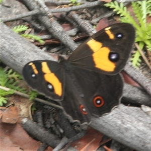 Tisiphone abeona (Varied Sword-grass Brown) at Glen Allen, NSW by mahargiani