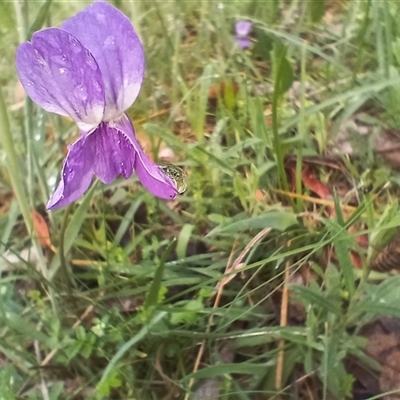 Viola betonicifolia (Mountain Violet) at Glen Allen, NSW - 11 Dec 2024 by mahargiani