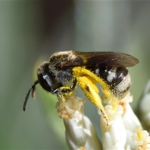 Lasioglossum (Chilalictus) sp. (genus & subgenus) at Jerrabomberra, NSW - 8 Dec 2024