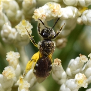 Lasioglossum (Chilalictus) sp. (genus & subgenus) at Jerrabomberra, NSW - 8 Dec 2024