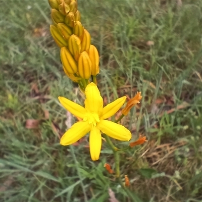 Bulbine sp. at Glen Allen, NSW - 10 Dec 2024 by mahargiani