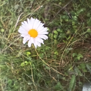 Leucanthemum vulgare (Ox-eye Daisy) at Glen Allen, NSW by mahargiani