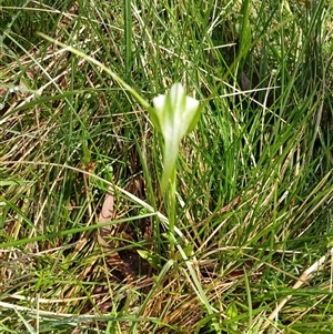 Pterostylis falcata at Glen Allen, NSW by mahargiani