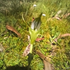 Pterostylis falcata (Sickle Greenhood) at Glen Allen, NSW - 11 Dec 2024 by mahargiani