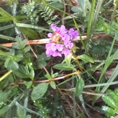 Prunella vulgaris (Self-heal, Heal All) at Glen Allen, NSW - 11 Dec 2024 by mahargiani