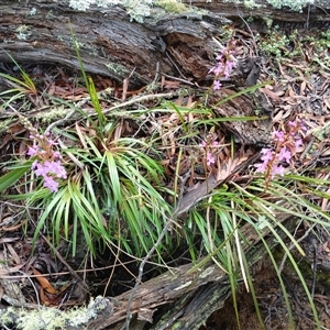 Stylidium armeria subsp. armeria at Glen Allen, NSW - 11 Dec 2024 10:30 AM