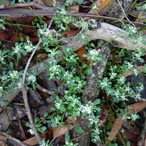 Poranthera microphylla at Glen Allen, NSW by mahargiani