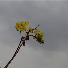 Cochlospermum fraseri at Wunaamin Miliwundi Ranges, WA - 23 Sep 2024 by Mike