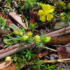 Hibbertia obtusifolia at Glen Allen, NSW by mahargiani