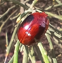 Paropsisterna erudita (Erudita leaf beetle) at Glen Allen, NSW - 10 Dec 2024 by mahargiani