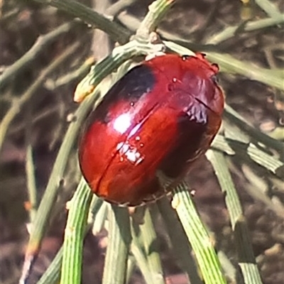 Paropsisterna erudita (Erudita leaf beetle) at Glen Allen, NSW - 11 Dec 2024 by mahargiani