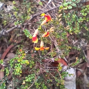 Bossiaea buxifolia at Glen Allen, NSW by mahargiani