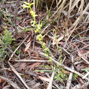 Stackhousia viminea at Glen Allen, NSW - 11 Dec 2024