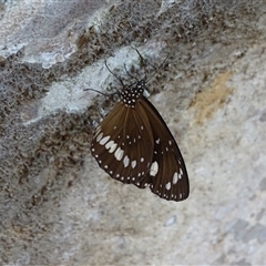 Unidentified Butterfly (Lepidoptera, Rhopalocera) at Mitchell Plateau, WA - 20 Sep 2024 by Mike