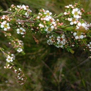 Baeckea utilis at Glen Allen, NSW by mahargiani