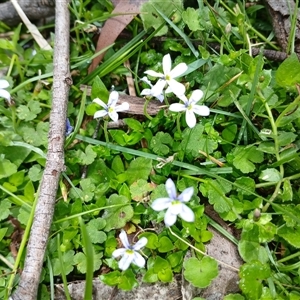 Lobelia pedunculata at Glen Allen, NSW by mahargiani