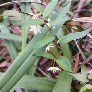 Drymophila cyanocarpa at Glen Allen, NSW by mahargiani