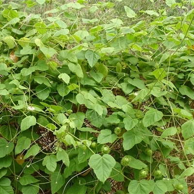 Passiflora foetida complex at Durack, WA - 18 Sep 2024 by Mike