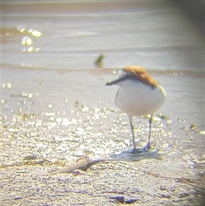 Anarhynchus ruficapillus at Lake Bathurst, NSW - suppressed