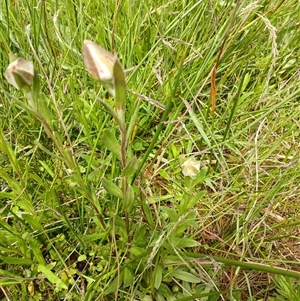 Unidentified Other Wildflower or Herb at Glen Allen, NSW by mahargiani