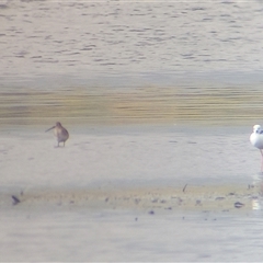 Limosa limosa (Black-tailed Godwit) at Lake Bathurst, NSW by Liam.m