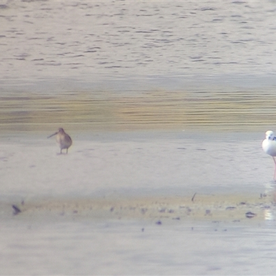 Limosa limosa (Black-tailed Godwit) by Liam.m