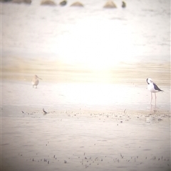 Limosa limosa at suppressed - suppressed