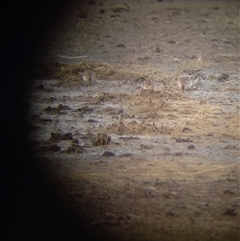 Calidris acuminata (Sharp-tailed Sandpiper) at Lake Bathurst, NSW - 10 Dec 2024 by Liam.m