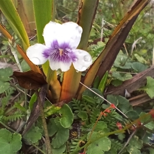 Viola sp. at Glen Allen, NSW by mahargiani