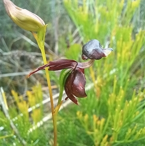 Caleana major (Large Duck Orchid) at Wog Wog, NSW by Liam.m