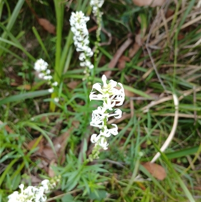 Stackhousia monogyna (Creamy Candles) at Glen Allen, NSW - 11 Dec 2024 by mahargiani