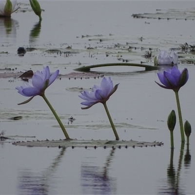 Nymphaea (genus) (Waterlily) at Wyndham, WA - 17 Sep 2024 by Mike