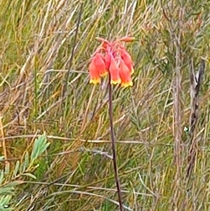 Blandfordia nobilis at Wog Wog, NSW by Liam.m