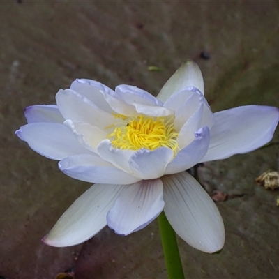 Nymphaea sp. at Wyndham, WA - 17 Sep 2024 by Mike