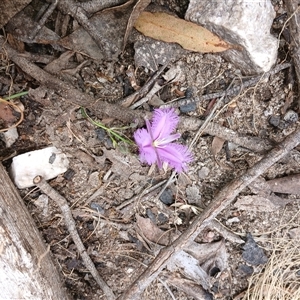 Thysanotus patersonii at Glen Allen, NSW by mahargiani