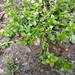 Gratiola peruviana (Australian Brooklime) at Glen Allen, NSW - 11 Dec 2024 by mahargiani