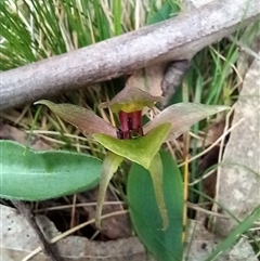 Chiloglottis valida (Large Bird Orchid) at Rossi, NSW - 2 Oct 2024 by Liam.m