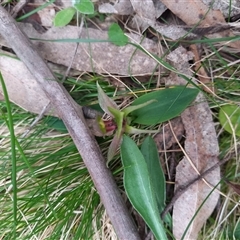 Chiloglottis valida at Rossi, NSW - 2 Oct 2024