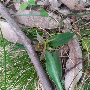 Chiloglottis valida at Rossi, NSW - 2 Oct 2024