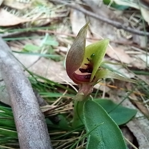 Chiloglottis valida at Rossi, NSW - suppressed